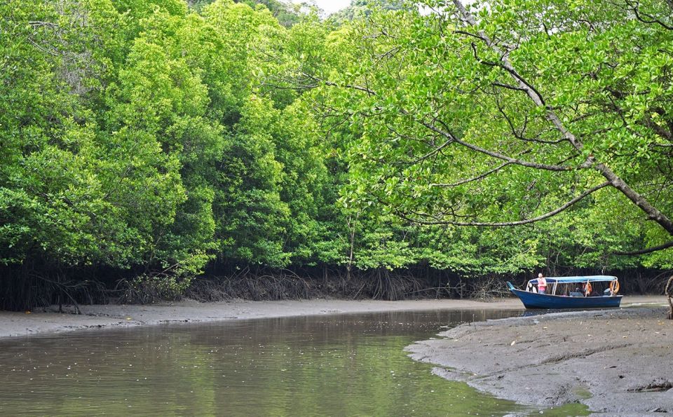 Mangrove 3