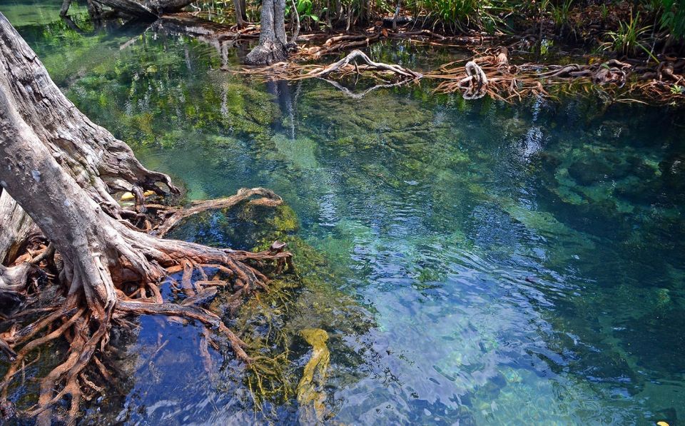 Mangrove 9